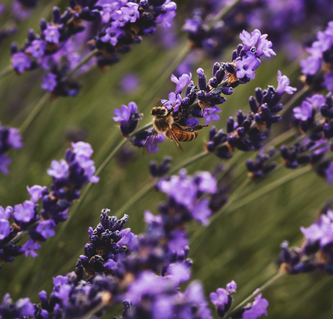 Lavender Flowers Organic | Kosher