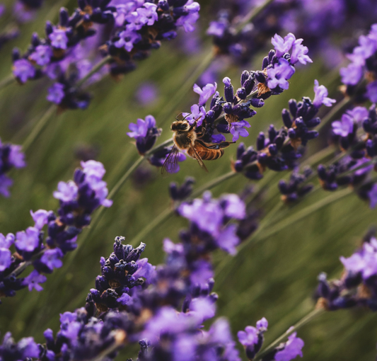 Lavender Flowers Organic | Kosher
