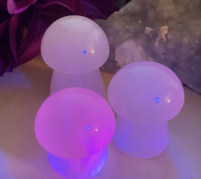 Mangano Mushrooms ๐- UV reactive - Fluorescent - The Healing Collective NY