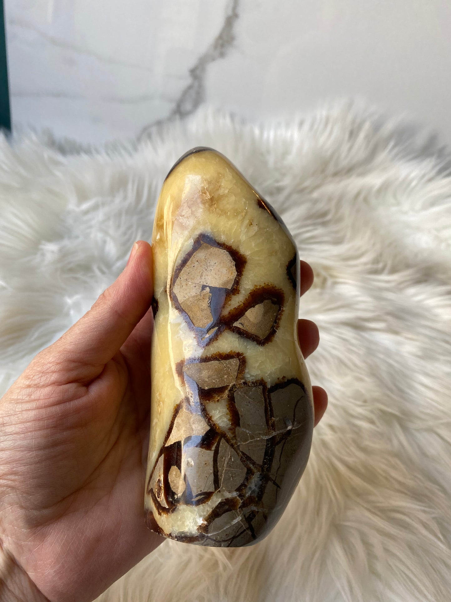 Septarian Dragonstone Freeform - Madagascar Polished Septarian