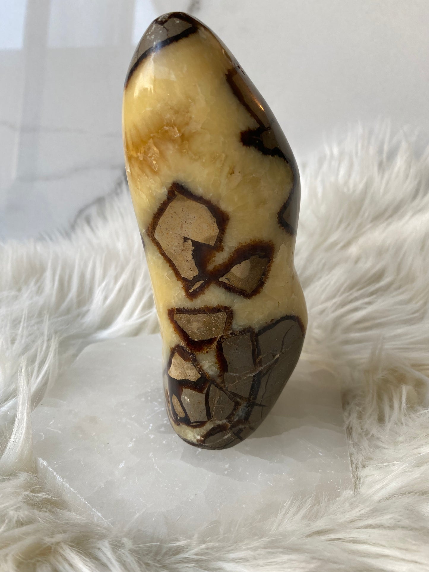 Septarian Dragonstone Freeform - Madagascar Polished Septarian