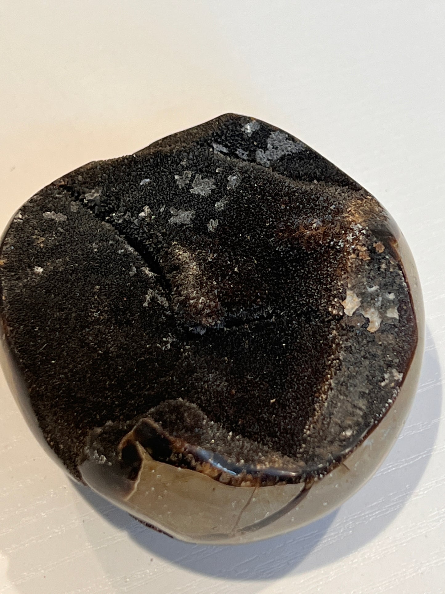 Wild Septarian - The Healing Collective NY
