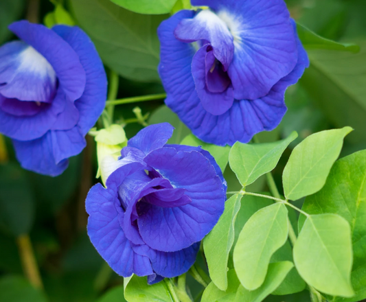 Butterfly Pea Flower Organic | Kosher Food Grade - Cozy Coven