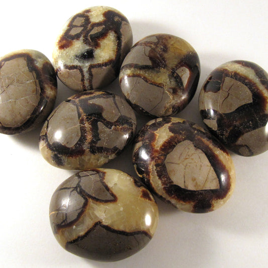 Septarian Palm Stone - The Healing Collective NY 