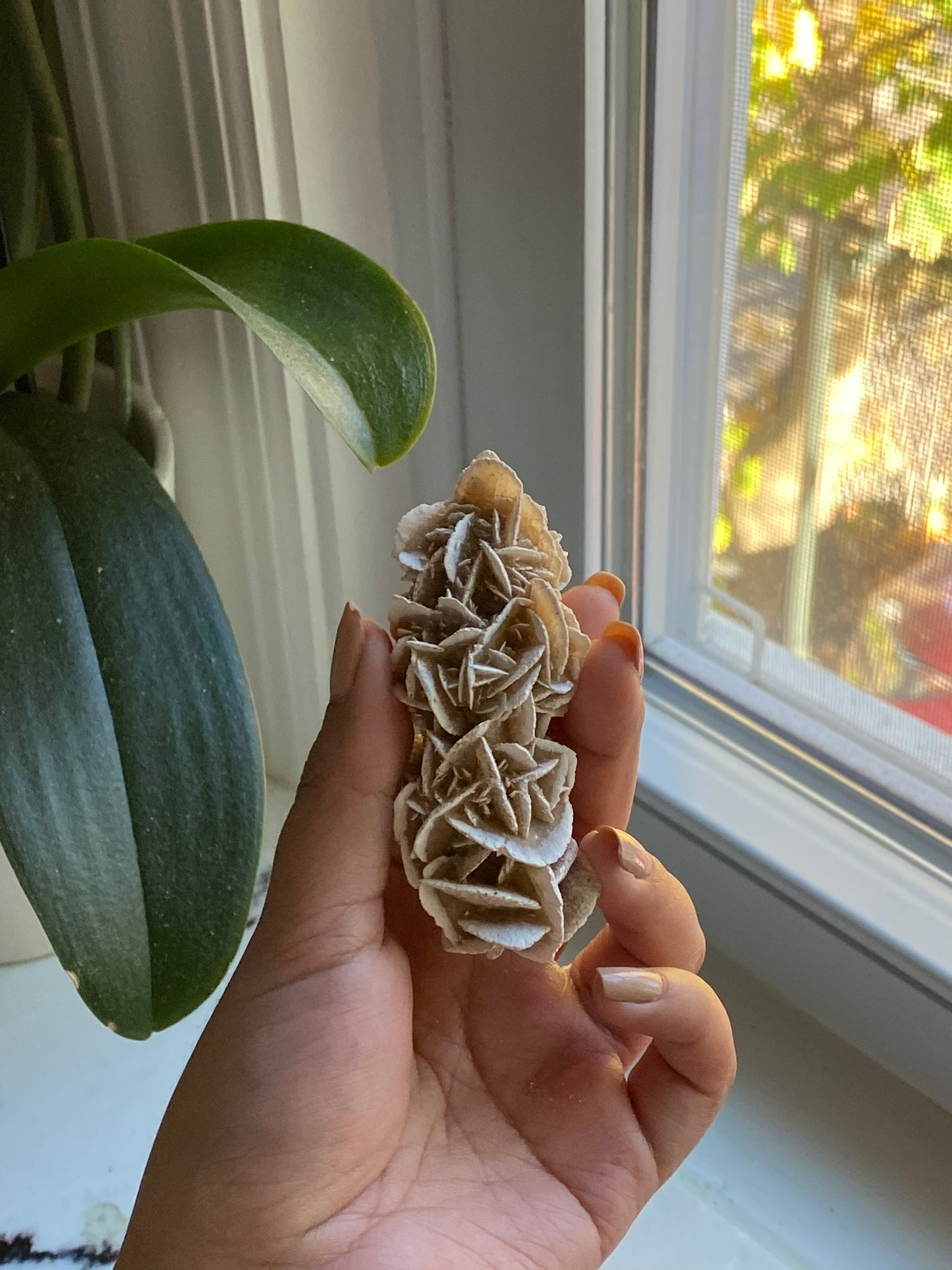 Desert Rose Selenite